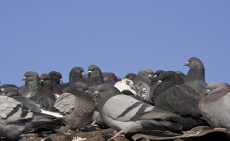 Bird Proofing